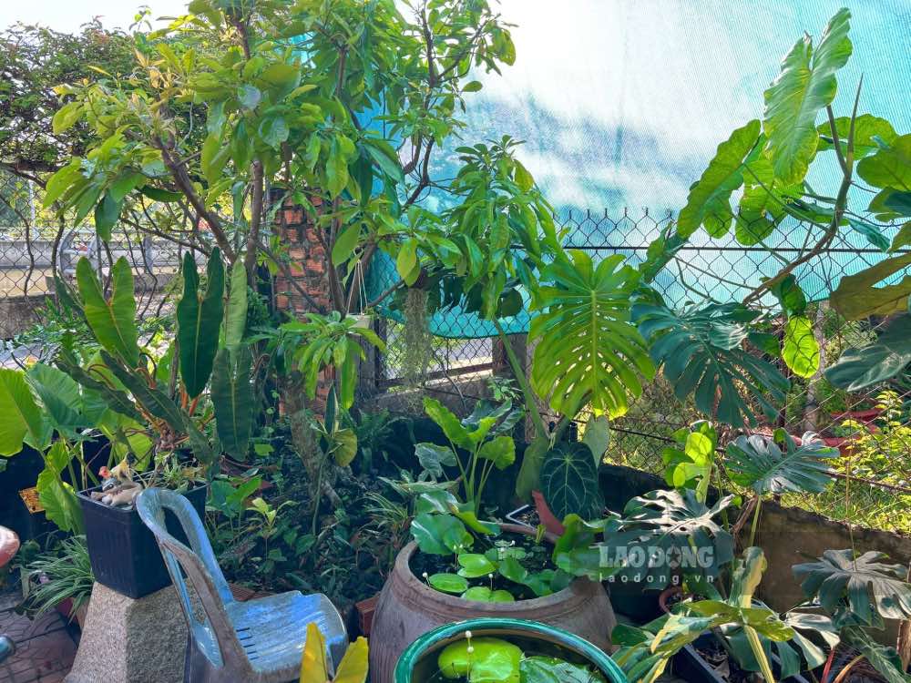 Ornamental plant space with beautiful, green leaves brings a "healing" space for office workers after stressful working hours. Photo: Han Lam