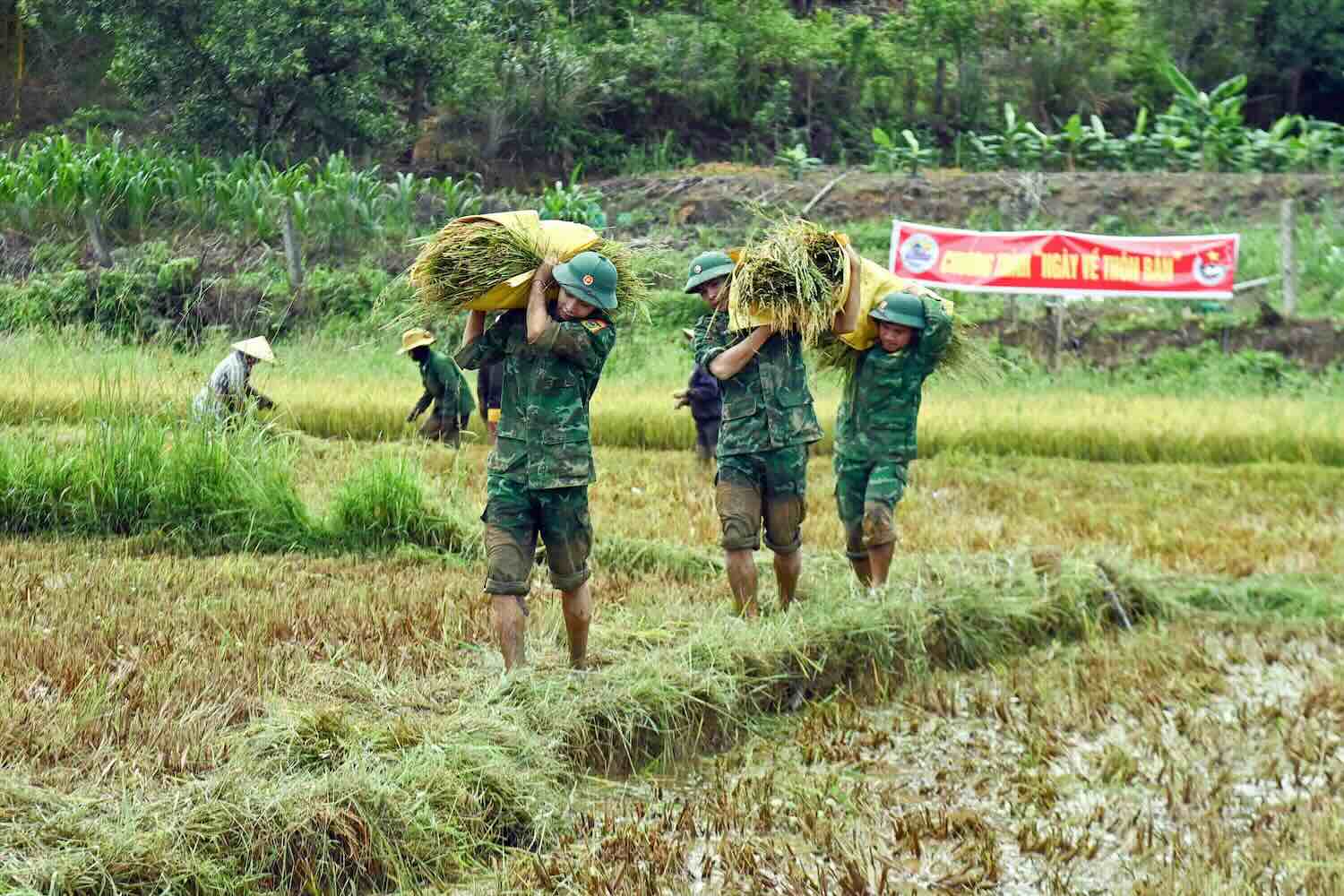 Los soldados de la guardia fronteriza ayudan a la gente a cosechar arroz el 19 de septiembre. Foto: Guardia Fronteriza de la ciudad de Hue