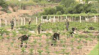 The army grows vegetables and raises livestock on barren, infertile land. Photo: Hue City Military Command