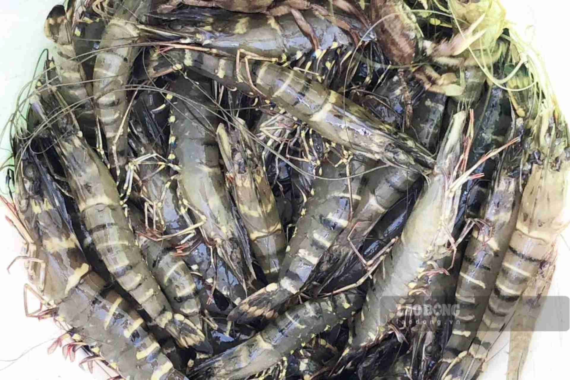 In 2025, Vietnam's shrimp exports reached about 4.6 billion USD. Photo: Nhat Ho