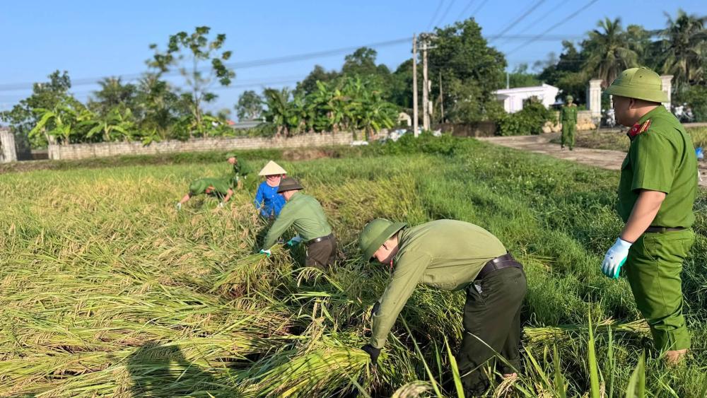 Công an xã Mậu Lâm giúp người dân thôn Phú Sơn thu hoạch lúa sau mưa lũ. Ảnh: Công an xã Mậu Lâm (chụp ngày 21.6.2026)