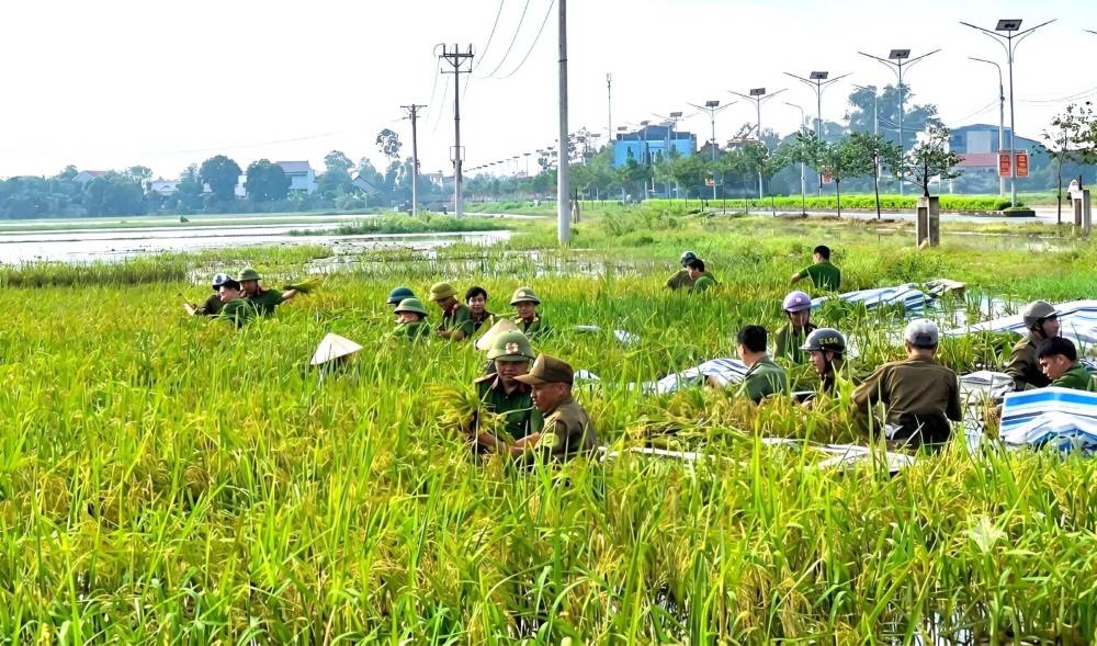 Lực lượng Công an xã Đông Thành, tỉnh Thanh Hóa hỗ trợ người dân thu hoạch lúa sau mưa lũ. Ảnh: Công an Thanh Hóa (chụp ngày 21.9.2026)
