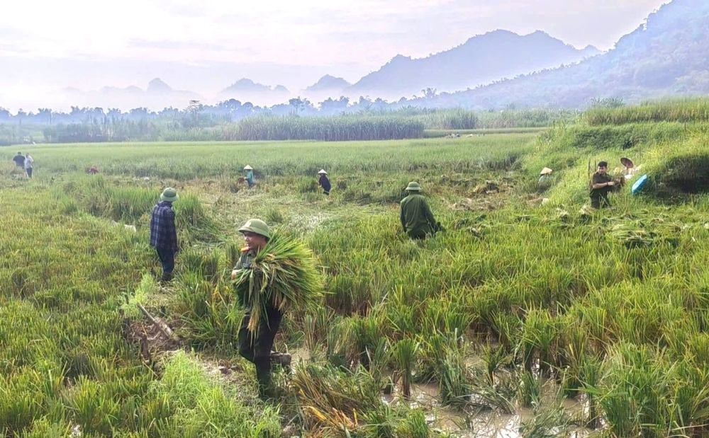 Công an xã Quý Lương, tỉnh Thanh Hóa phối hợp với lực lượng chức năng hỗ trợ người dân thu hoạch lúa sau mưa lũ. Ảnh: Công an Thanh Hóa (chụp ngày 21.9.2026)