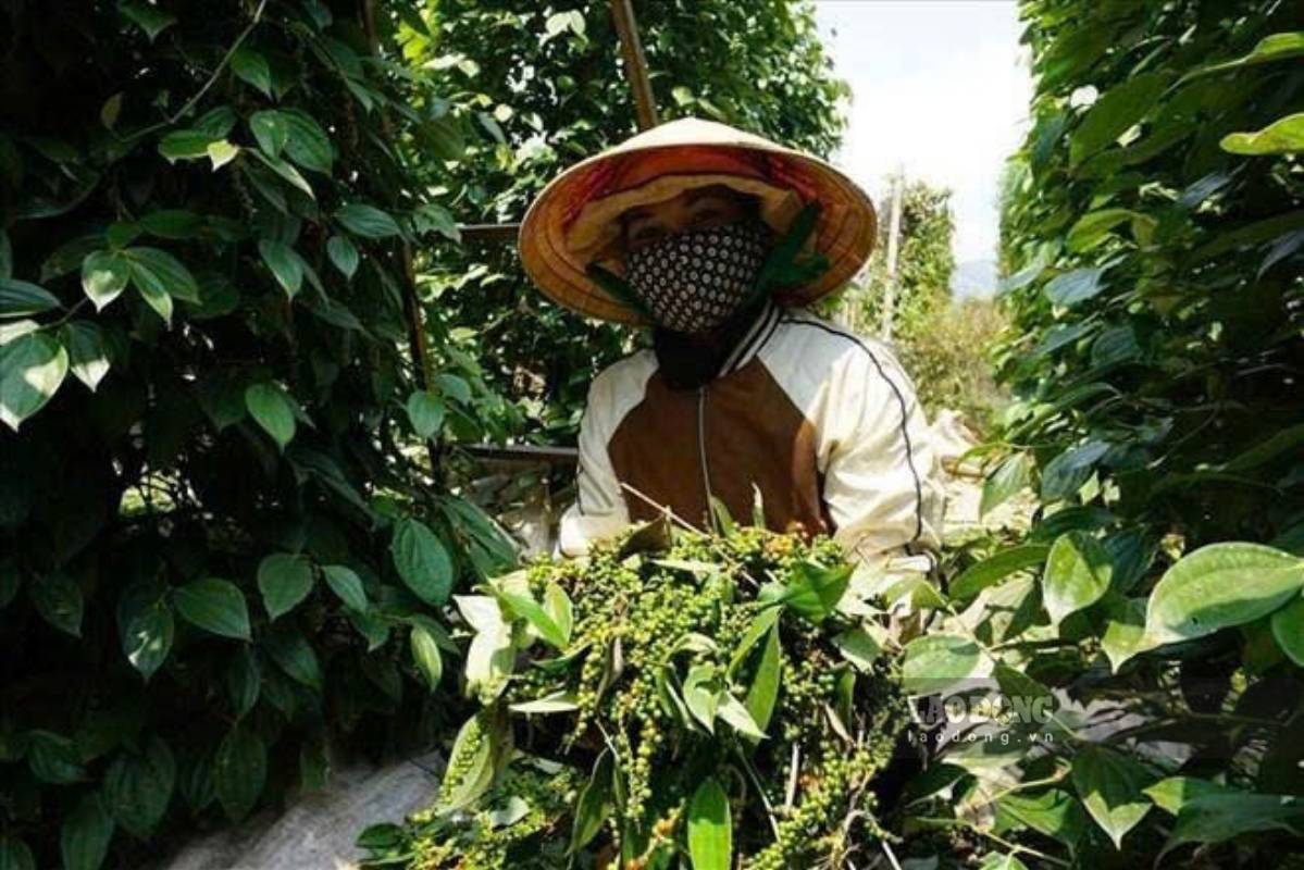 Pepper prices today are flat, however, the domestic market shows signs of recovery in exports. Photo: Thanh Tuan