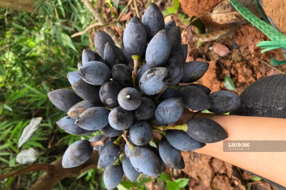 Quả trám đen Sơn La có cùi dày, khi “ỏm” chín có vị bùi, béo và thơm. Ảnh: Trường Sơn
