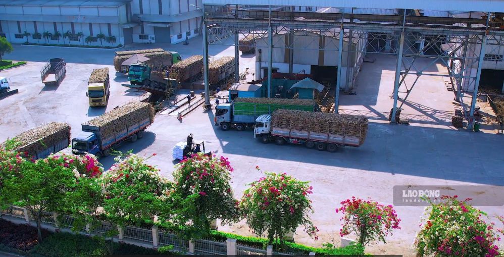Gia Lai has the largest raw material area in the country, which will supplement the source of Ethanol fuel for bio-gasoline. Photo: Thanh Tuan