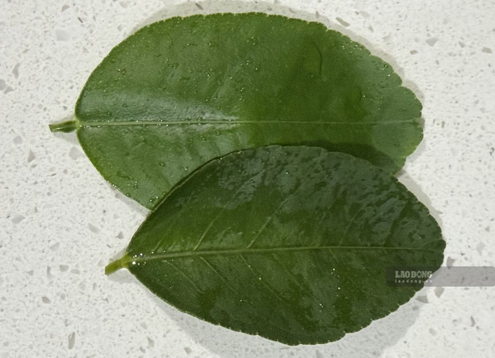 Lemon leaves have good effects when the weather turns cold. Photo: Kieu Vu