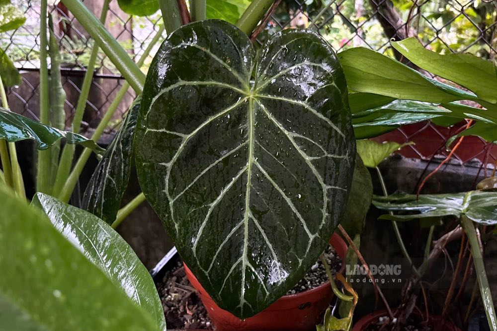 To keep the green corner of the family always full of vitality, you can refer to the leaf plant care method below. Photo: Han Lam.
