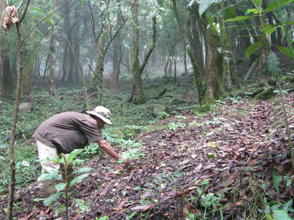 Da Nang announces and publicly leases land under the forest canopy to grow Ngoc Linh ginseng. Photo: Thanh Hai