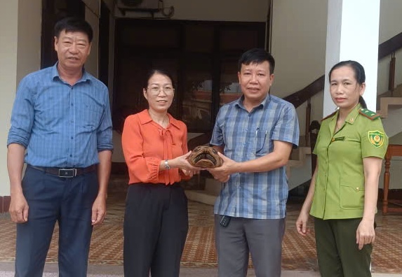 The Center for Rescue, Conservation and Development of Organisms receives a golden mountain turtle individual handed over by the People's Committee of Hoan Lao commune. Photo: Provided by the Center for Rescue, Conservation and Development of Organisms