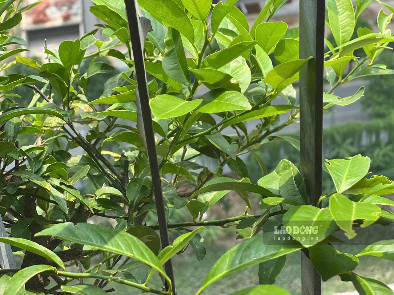 Las hojas de limón contienen muchos compuestos vegetales que ayudan a reducir el ácido úrico que deben comer las personas con gota. Foto: Quang Minh.