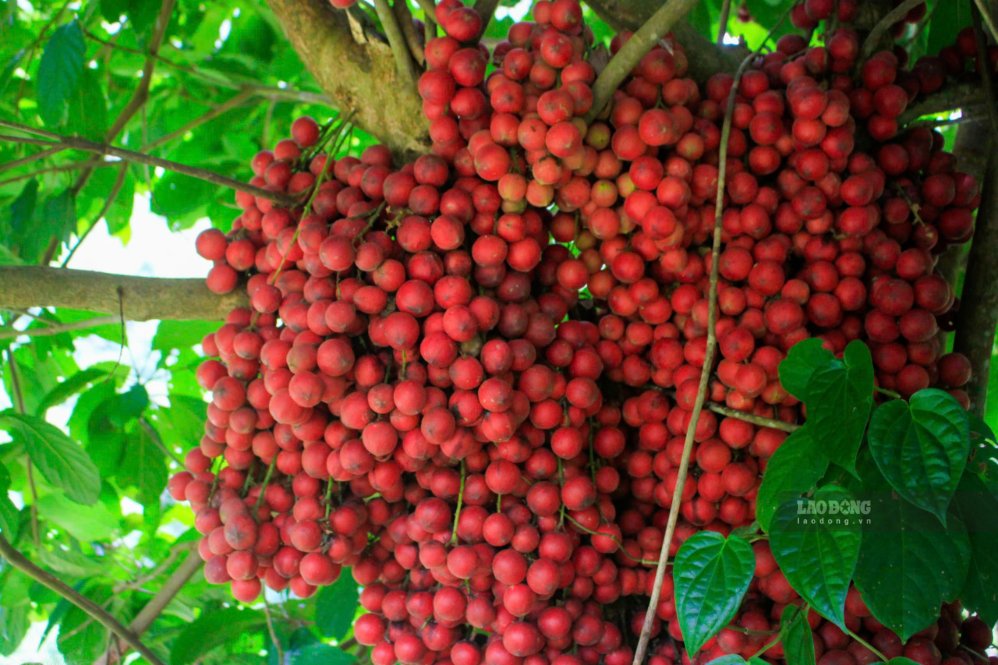 Những quả dâu rừng chín đỏ mọng, được nhiều người tiêu dùng ưa thích. Ảnh: Viên Nguyễn
