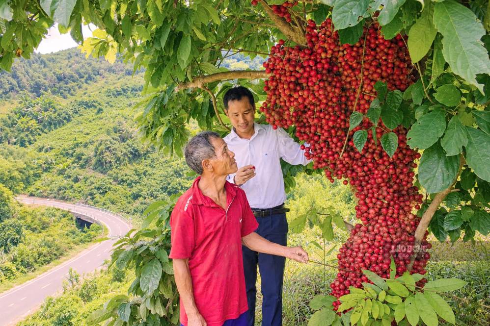 Wild mulberry tree of Mr. Ho Van Ut in Tra Lanh village, Tay Tra Bong commune, Quang Ngai province: Photo: Vien Nguyen