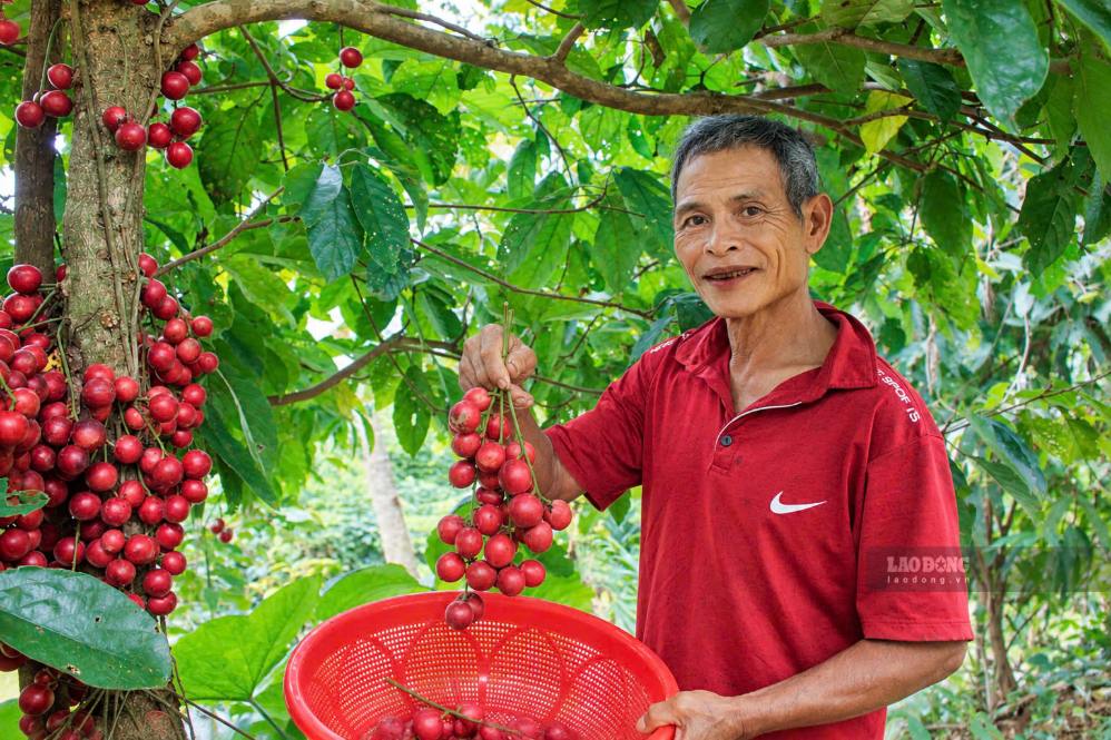 Trồng dâu rừng mang lại nguồn thu nhập khá cho gia đình ông Út và nhiều người dân trong thôn. Ảnh: Viên Nguyễn