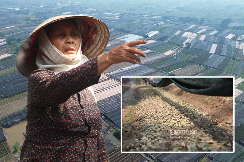 Tay Tuu flower growers lose hundreds of millions of VND after floods