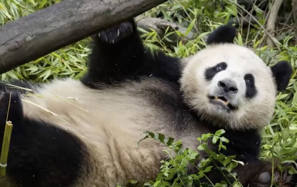 The special attraction of pandas in the US. Photo: Xinhua