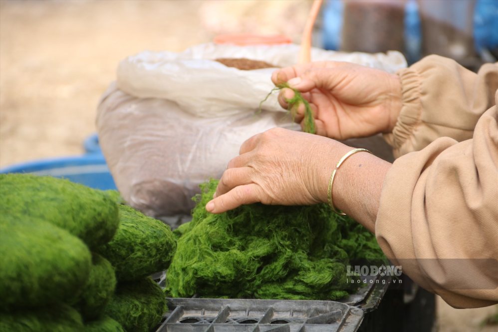 Những cọng rêu xanh ngắt, mọc trên đá nên thường được gọi là “mầm đá” vùng Tây Bắc. Ảnh: Khánh Linh