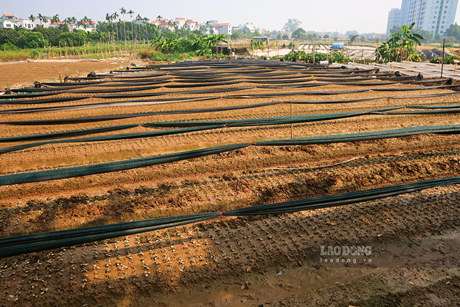 Sau mưa ngập, các hộ dân tất bật ra ruộng để cai tạo lại đất, chuẩn bị cho vụ gieo trồng những lứa hoa, rau mới.