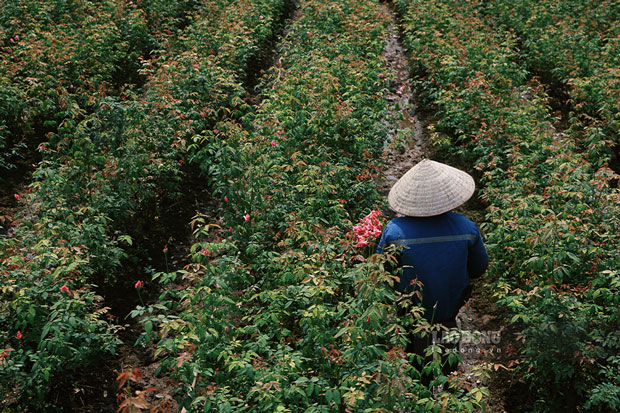 Với những hộ không bị ảnh hưởng nhiều, họ đang cố gắng thu hoạch để bán. (hình người dân cắt hoa hồng)