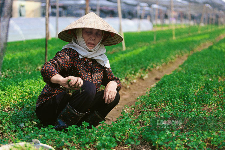 bà Đỗ Đắc Lối cho biết, nhà bà có nhiều khu đất để trồng các loại rau thơm, trận mưa ngập vừa qua khiến 2 nơi bị ngập sâu, nướt rút chậm, khiến rau mất trắng. hiện tại còn 1 khu vực nước rút nhanh nên có thể cứu được cây. Giờ bà phải nhổ cỏ, chăm sóc cây kỹ để thu lại kinh tế, đỡ được ít nào hay ít đó. Theo bà, rau thơm vốn đầu vào ít nên khi bị ảnh hưởng cũng không đáng kể, nhưng khu vực con gái bà trồng hoa ly, vốn cao, có người còn mất 300-400 triệu đồng.