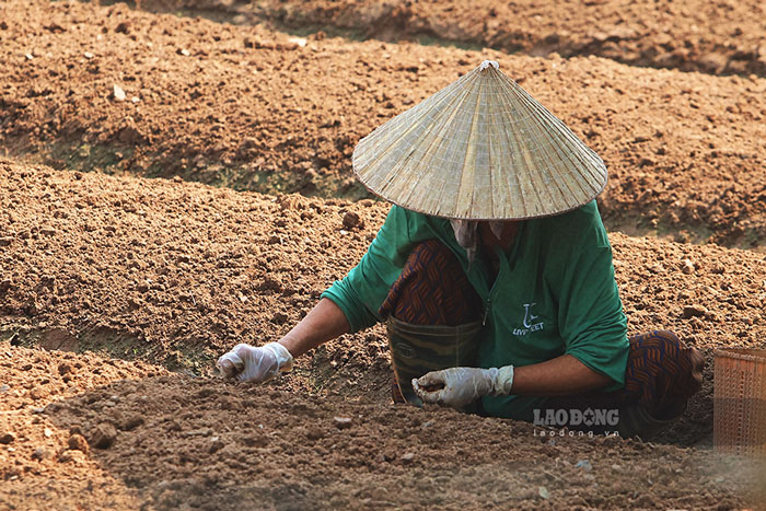 Các hộ dân tất bật ra ruộng để cải tạo lại đất, chuẩn bị cho vụ gieo trồng những lứa hoa, rau mới.