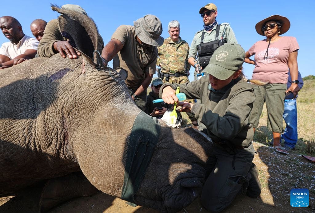 Forest rangers attach a tracking device to a white rhino at Hluhluwe-iMfolozi Park in KwaZulu-Natal province, South Africa, August 19, 2026. Photo: Xinhua