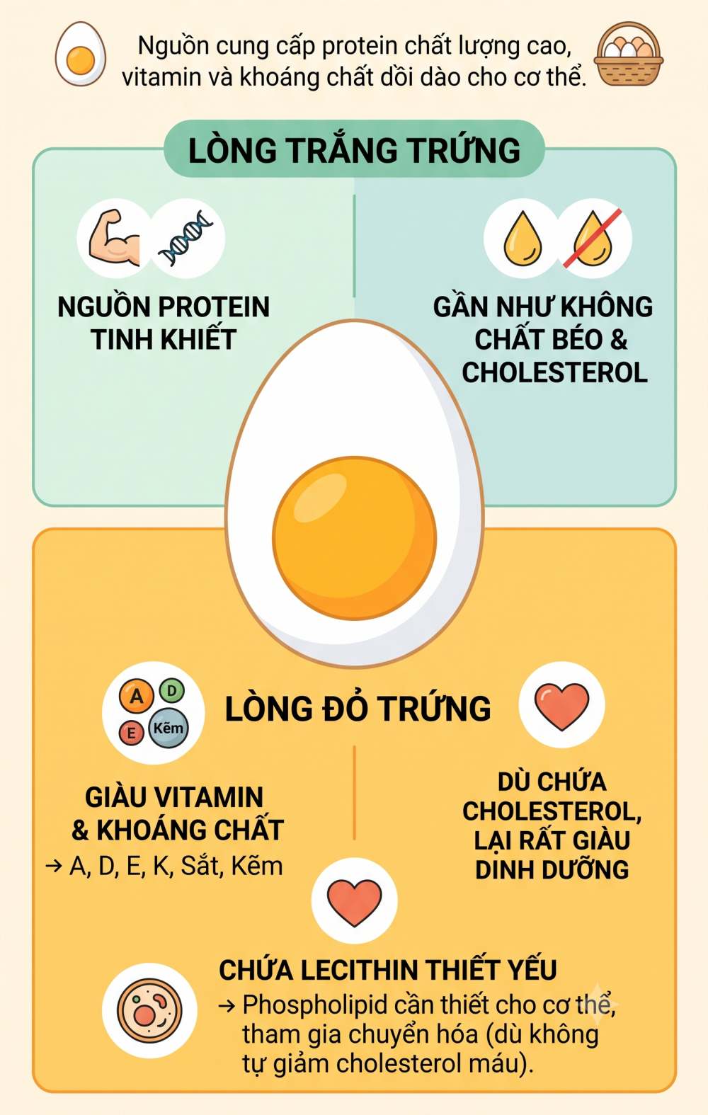 Infographic: Bảng thành phần dinh dưỡng của trứng và lý do người bệnh cao huyết áp, mỡ máu không nên lãng phí nguồn vitamin, khoáng chất tuyệt vời từ thực phẩm này. Đồ hoạ: AI