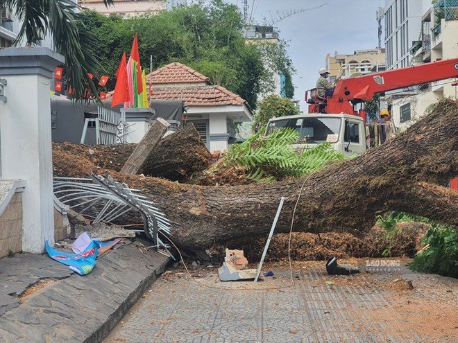 Trees in the campus of Tran Van On Secondary School (HCMC) uprooted on April 2023. Photo: Chan Phuc