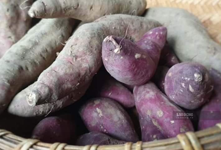Elegir la batata correcta que sea suave y deliciosa y que se adapte a la dieta ayuda a que la comida sea más sabrosa y aún así sea fácil de controlar la porción. Foto: Thuy Duong (tomada en 2026)