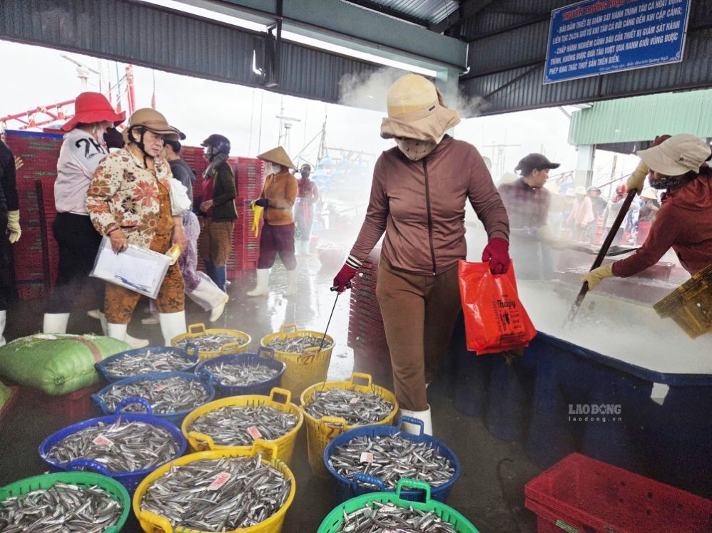 Thương lái tất bật thu mua cá cơm của ngư dân. Ảnh: Viên Nguyễn