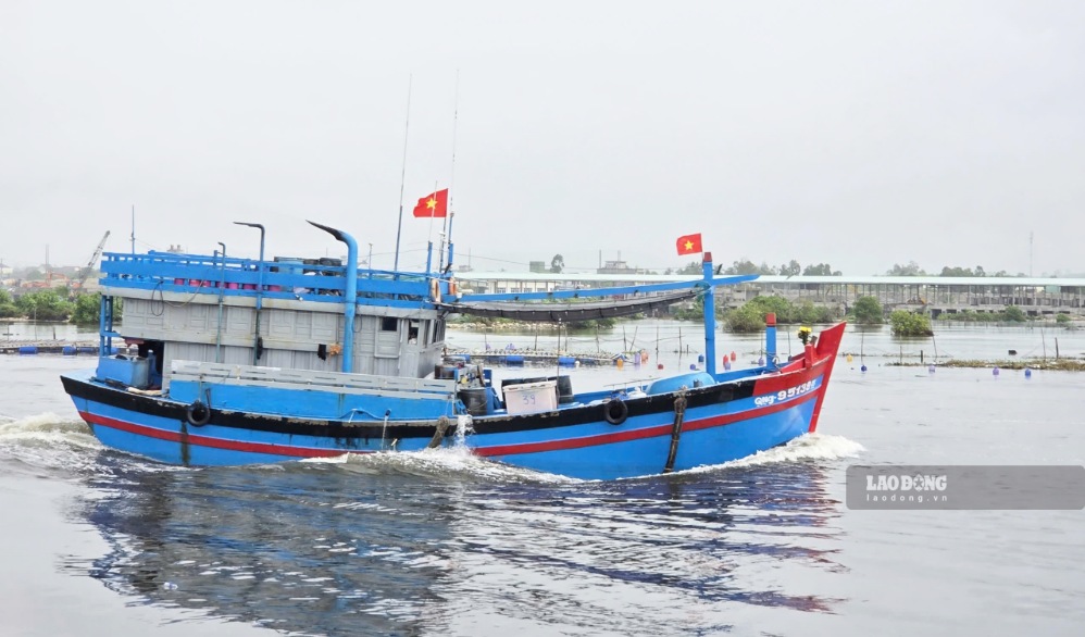 Tàu khai thác cá cơm, cập cảng để bán cá. Ảnh: Viên Nguyễn