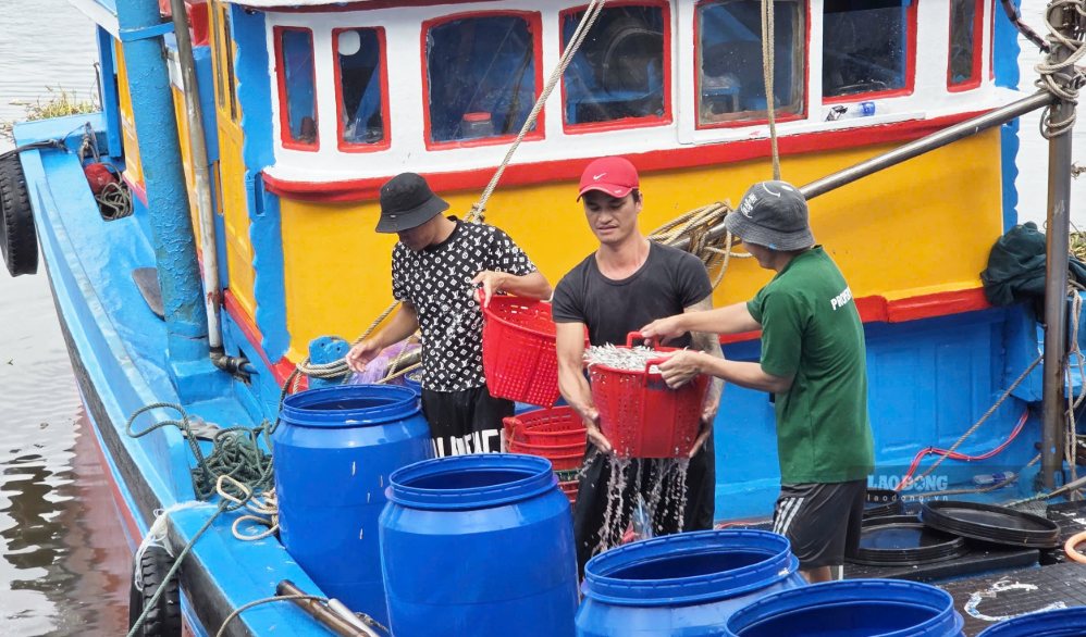 After 1 night of going to sea for fishing, each boat of Quang Ngai fishermen caught about 2-3 tons of anchovies. Photo: Vien Nguyen