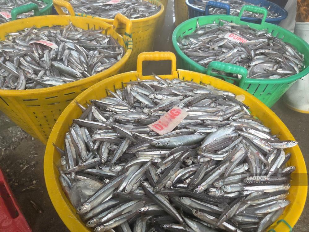 Những mẻ cá cơm tươi rói, mang lại thu nhập khá cho ngư dân. Ảnh: Viên Nguyễn