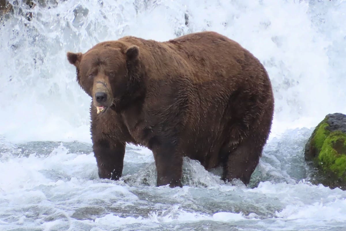The Chunk bear, champion of the "Fat Bear Week" 2025 competition at Katmai Nature Reserve and National Park in southwestern Alaska, USA. Photo: AFP