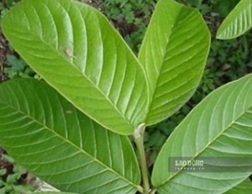 Need to understand correctly about supporting blood fat reduction with guava leaf water. Photo: Kieu Vu