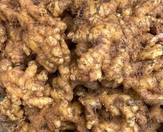 Warm ginger water is good in cold weather but not suitable for everyone. Photo: Kieu Vu