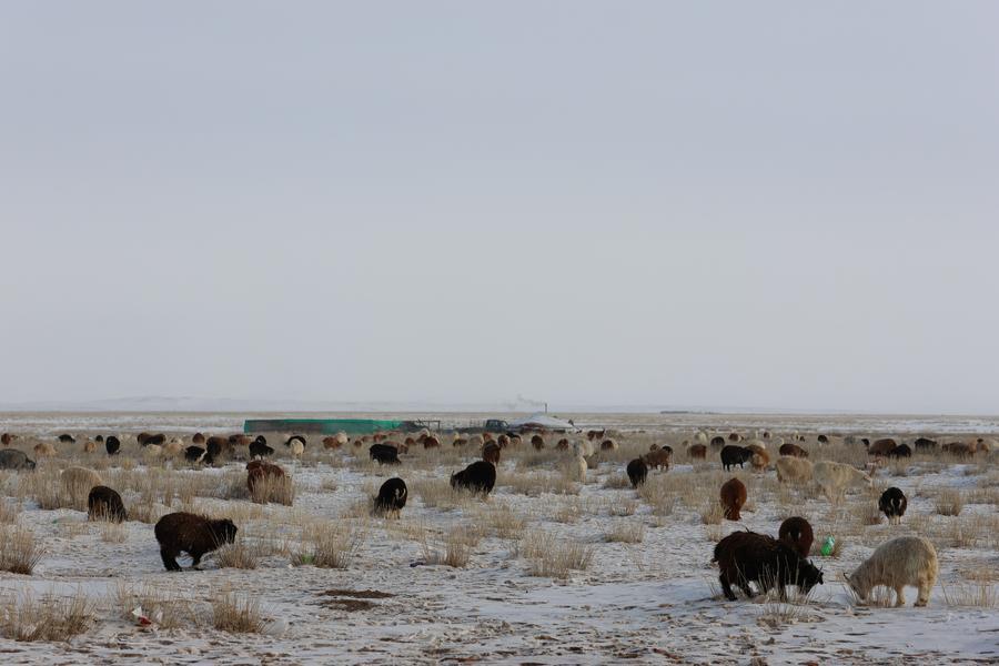 Herd of livestock near a nomadic farming family in Bayan-Onjuul district, Tuv province, Mongolia, January 24, 2026. Photo: Xinhua