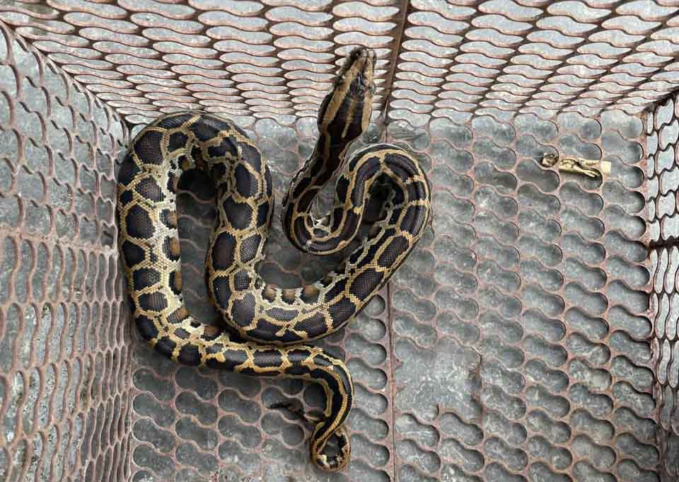 The python individual that Ms. Giang handed over to functional agencies to release back into nature. Photo: Ha Huy Tap Ward People's Committee
