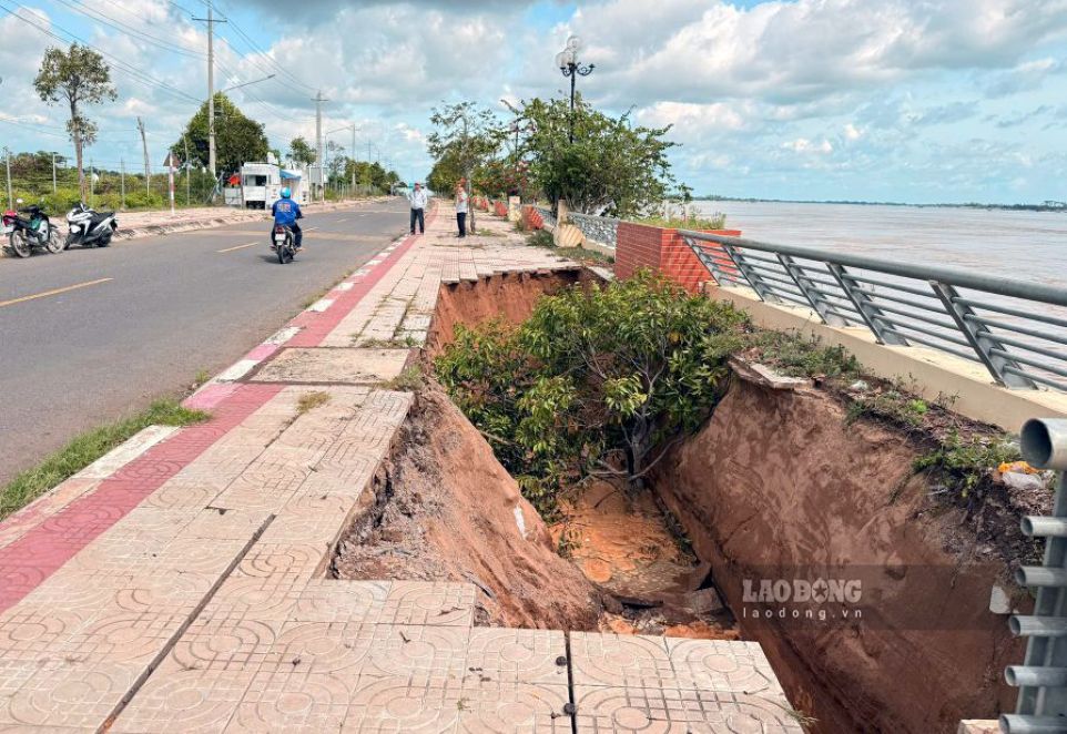Đỉnh lũ kết hợp triều cường cao nhất năm sẽ làm gia tăng nguy cơ sạt lở bờ sông. Ảnh: Thanh Mai (Ảnh chụp sạt lở bờ sông Tiền năm 2025, đoạn đi qua xã Thường Phước)