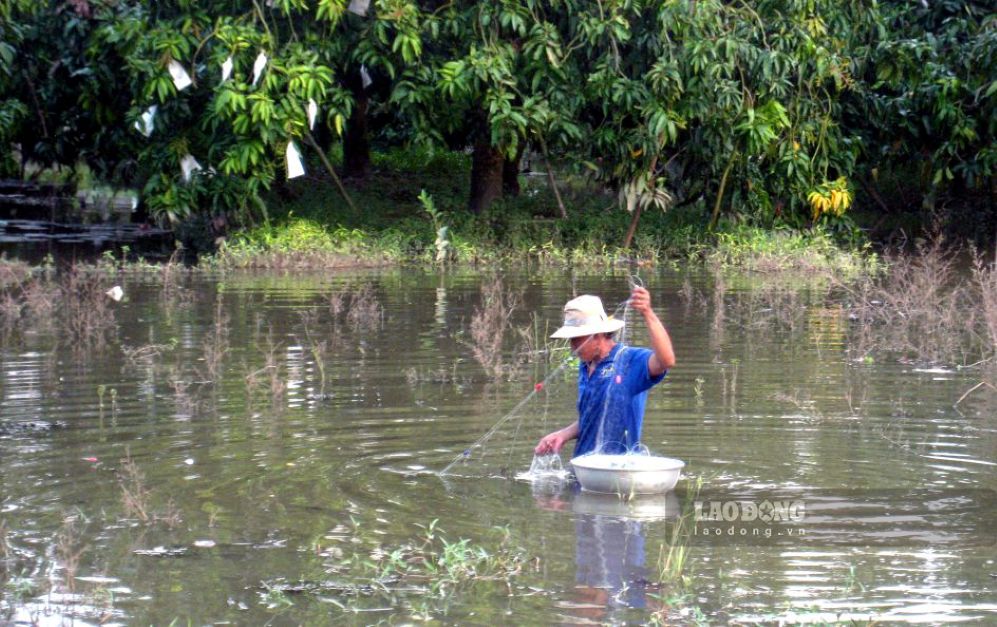 A garden area in Dong Thap was flooded by floods and high tides in 2025. Photo: Thanh Mai
