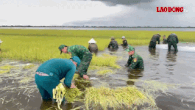 Border guards and functional forces, people of Vinh Dieu commune harvest rice.