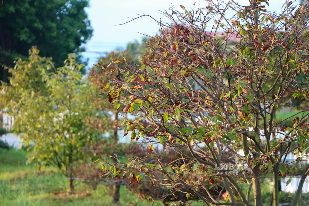 Recorded in September 2026, many green trees in Thong Nhat Park showed signs of wilting, leaves turning reddish-brown and poor growth. Photo: Hung Tho