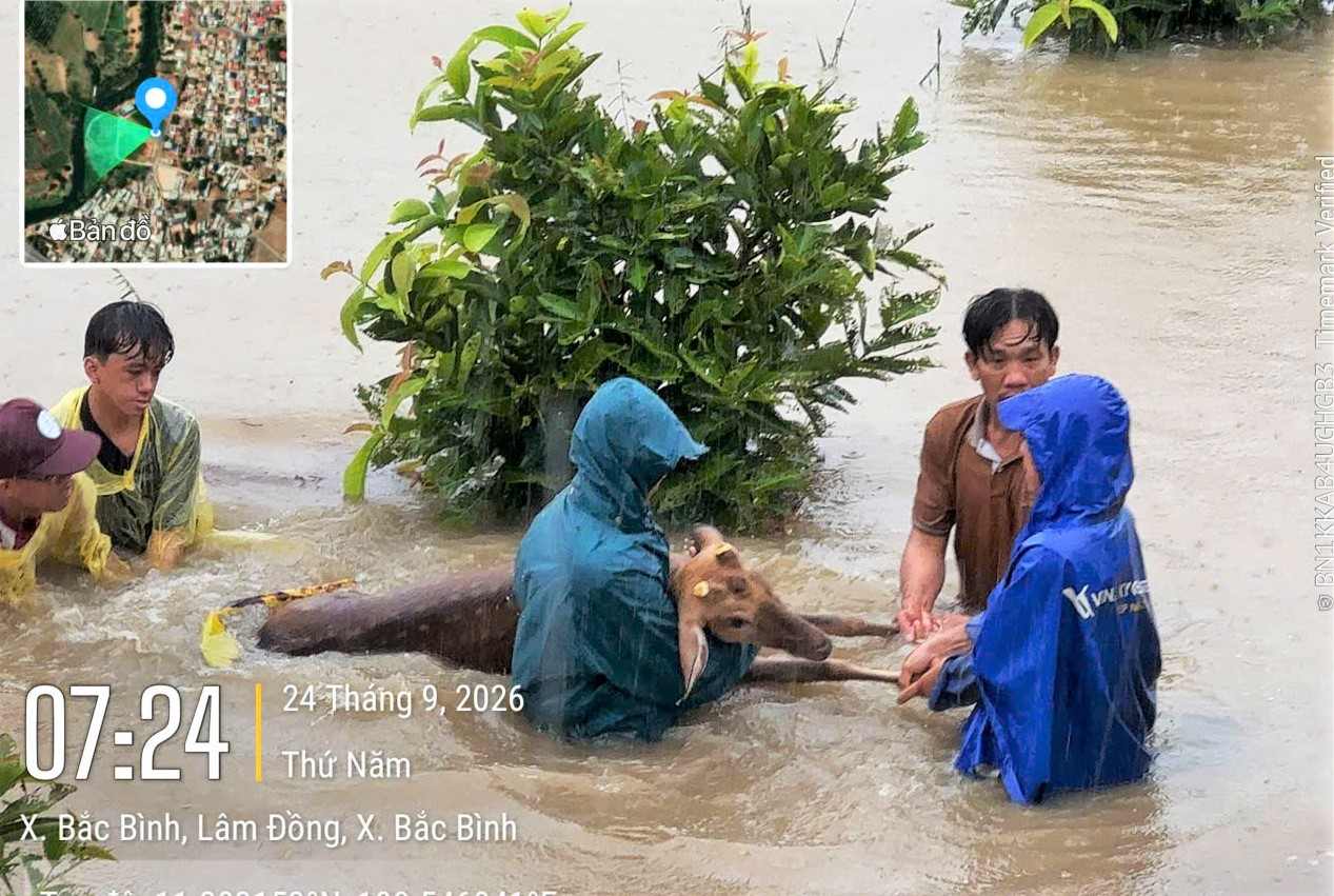 Functional forces of Bac Binh commune support people to move property and livestock out of deep flooded areas on the morning of September 24. Photo: Nhi Nhi