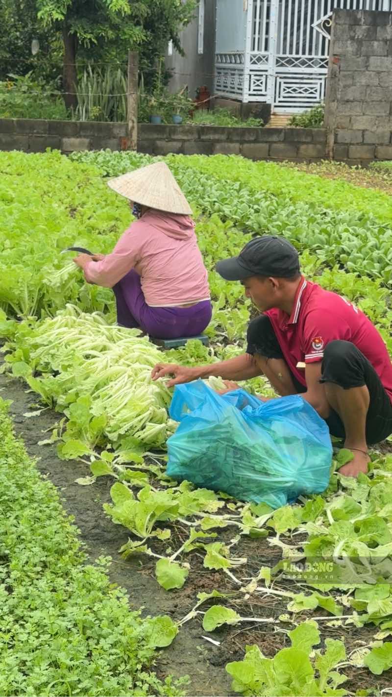 Người dân tại tổ dân phố Kim Bình, phường Hàm Thắng (Lâm Đồng) khẩn trương thu hoạch rau để chạy lũ, trưa 24.9. Ảnh: Duy Tuấn 