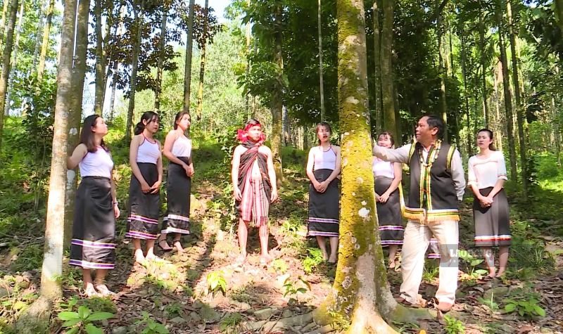 Dự án phục hồi rừng đang được Đà Nẵng gắn với sinh kế cộng đồng và mục tiêu phát triển carbon. Ảnh: Nguyễn Hoàng