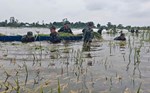 Bộ đội dầm mình trong nước, cứu lúa bị ngập ở vùng biên giới An Giang