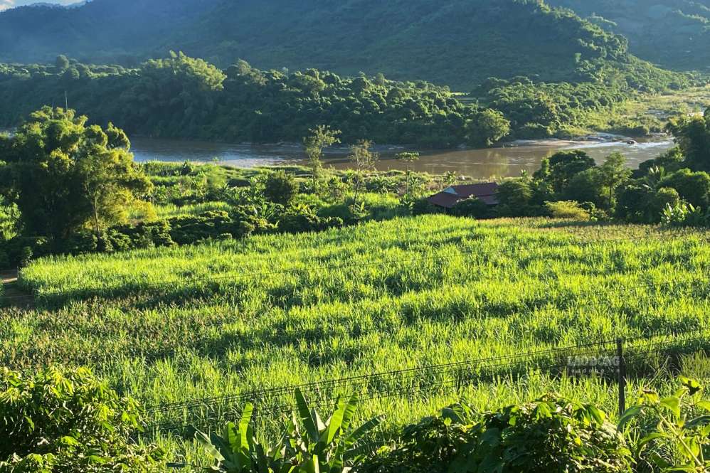 Những ruộng m&iacute;a b&ecirc;n d&ograve;ng s&ocirc;ng M&atilde; thuộc bản Chiềng Khương, x&atilde; Chiềng Khương, tỉnh Sơn La đang v&agrave;o vụ thu hoạch. Ảnh: Trường Sơn chụp ng&agrave;y 26.9.2026