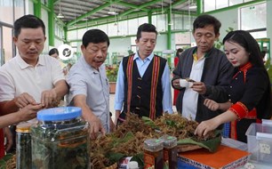 Chợ phiên sâm Ngọc Linh mở cơ hội cho đồng bào vùng cao Đà Nẵng