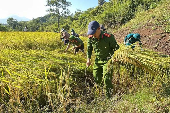 Công an xã Nậm Mạ xuống đồng giúp dân thu hoạch lúa