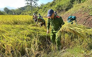 Công an xã Nậm Mạ xuống đồng giúp dân thu hoạch lúa